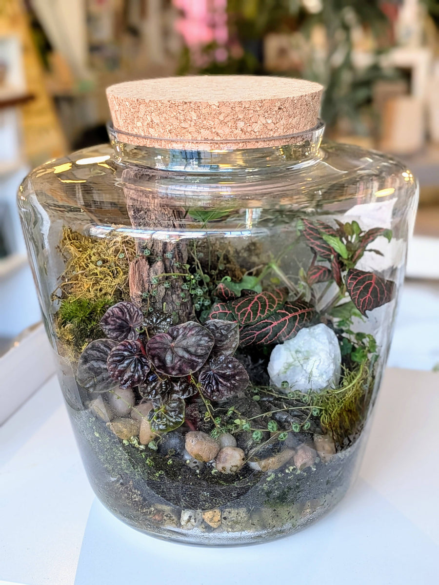 bioactive terrarium plants Bioactive Terrarium Workshop in Chicago – Rooted Living Chicago