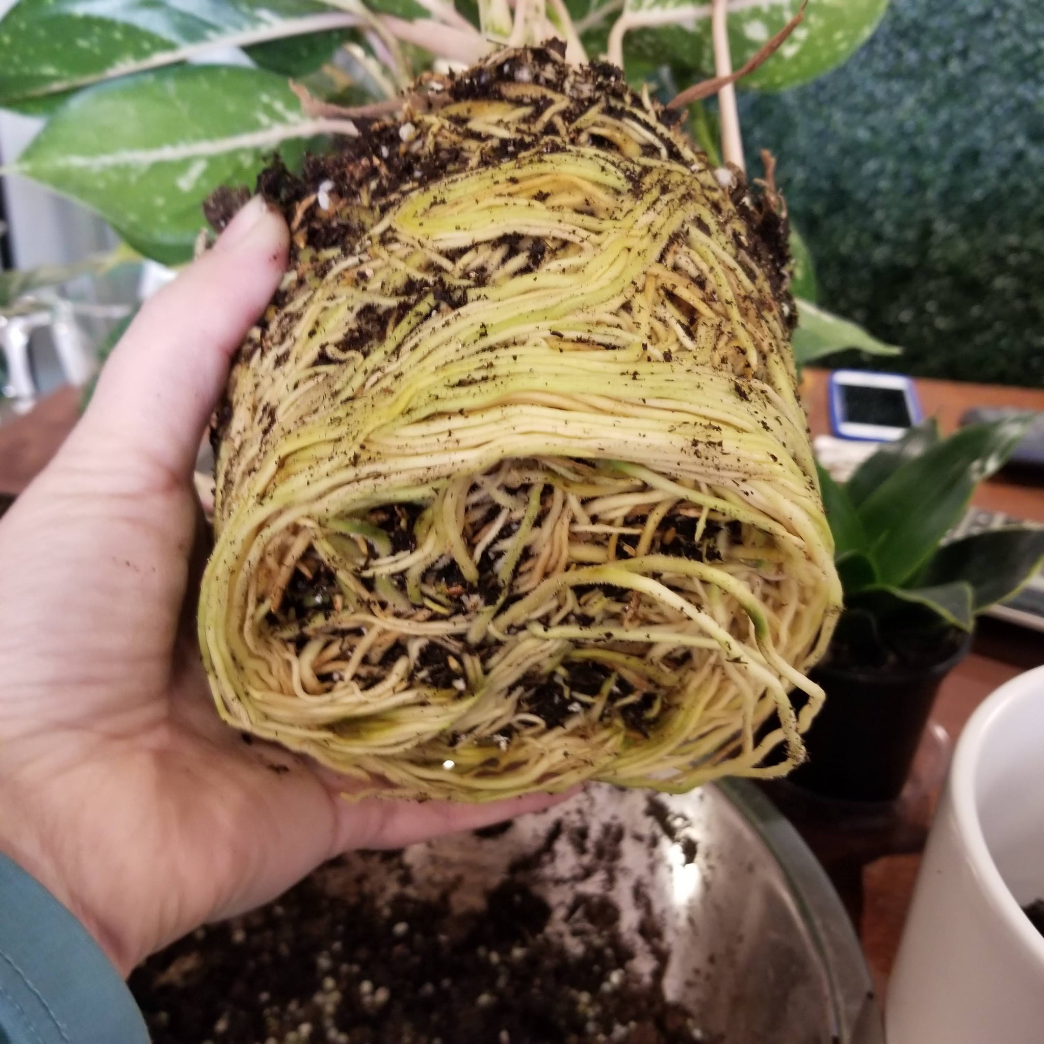 Root bound plant example for repotting workshop at Rooted Living in Avondale, Chicago