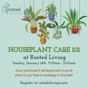 Houseplant Care 101 Workshop || Sunday, January 14
