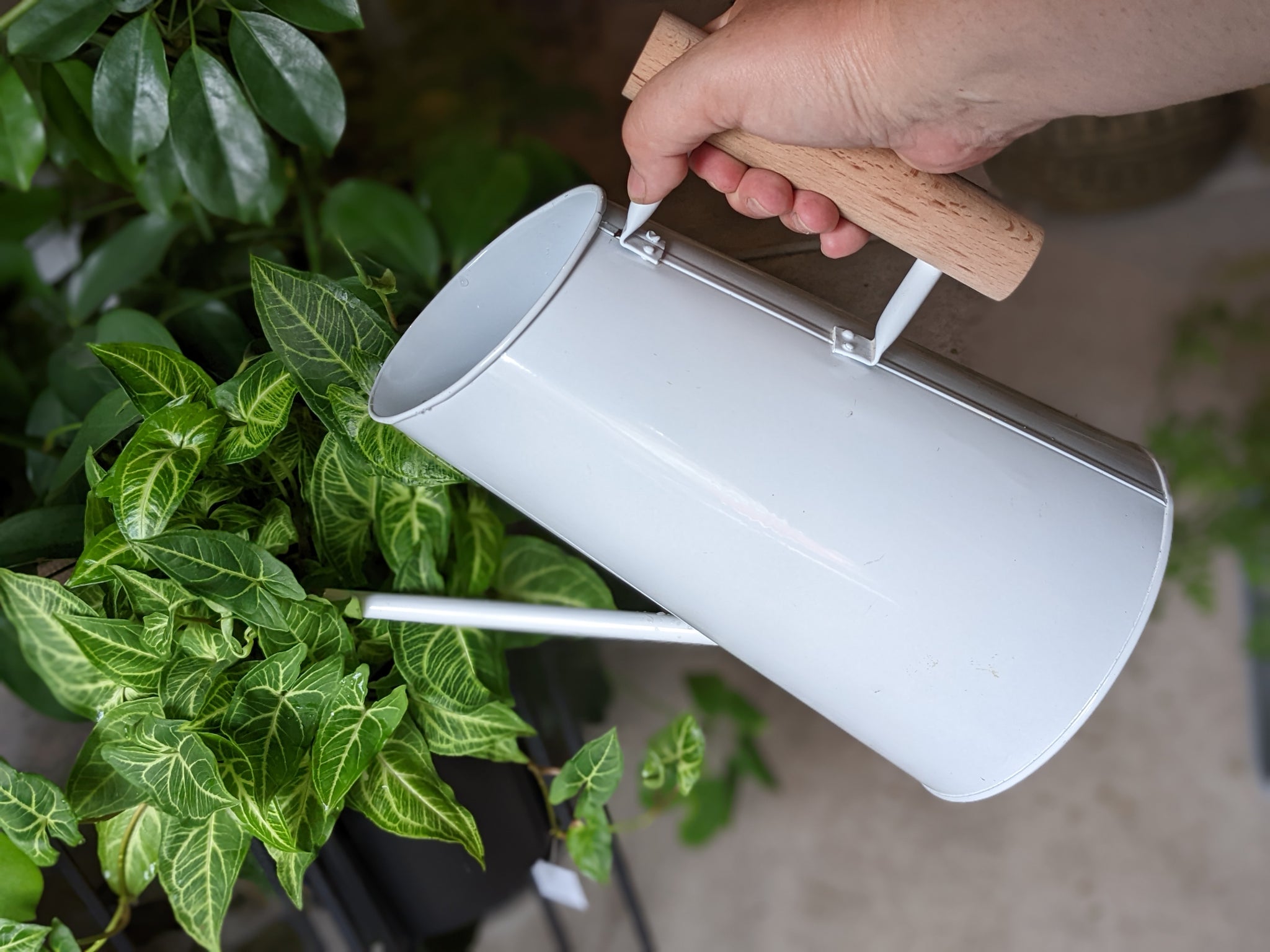 Houseplant Care 101: Watering