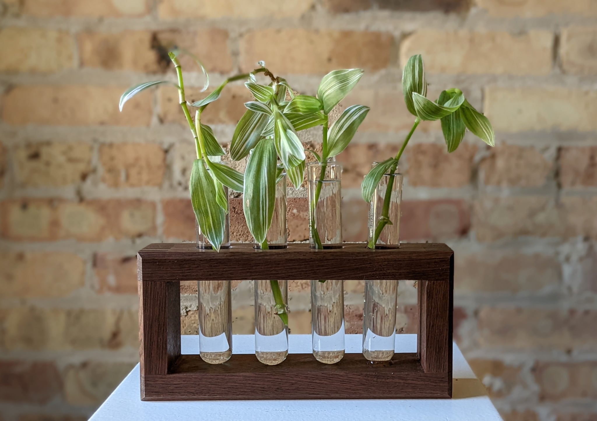 Houseplant Care 101: Simple Water Propagation