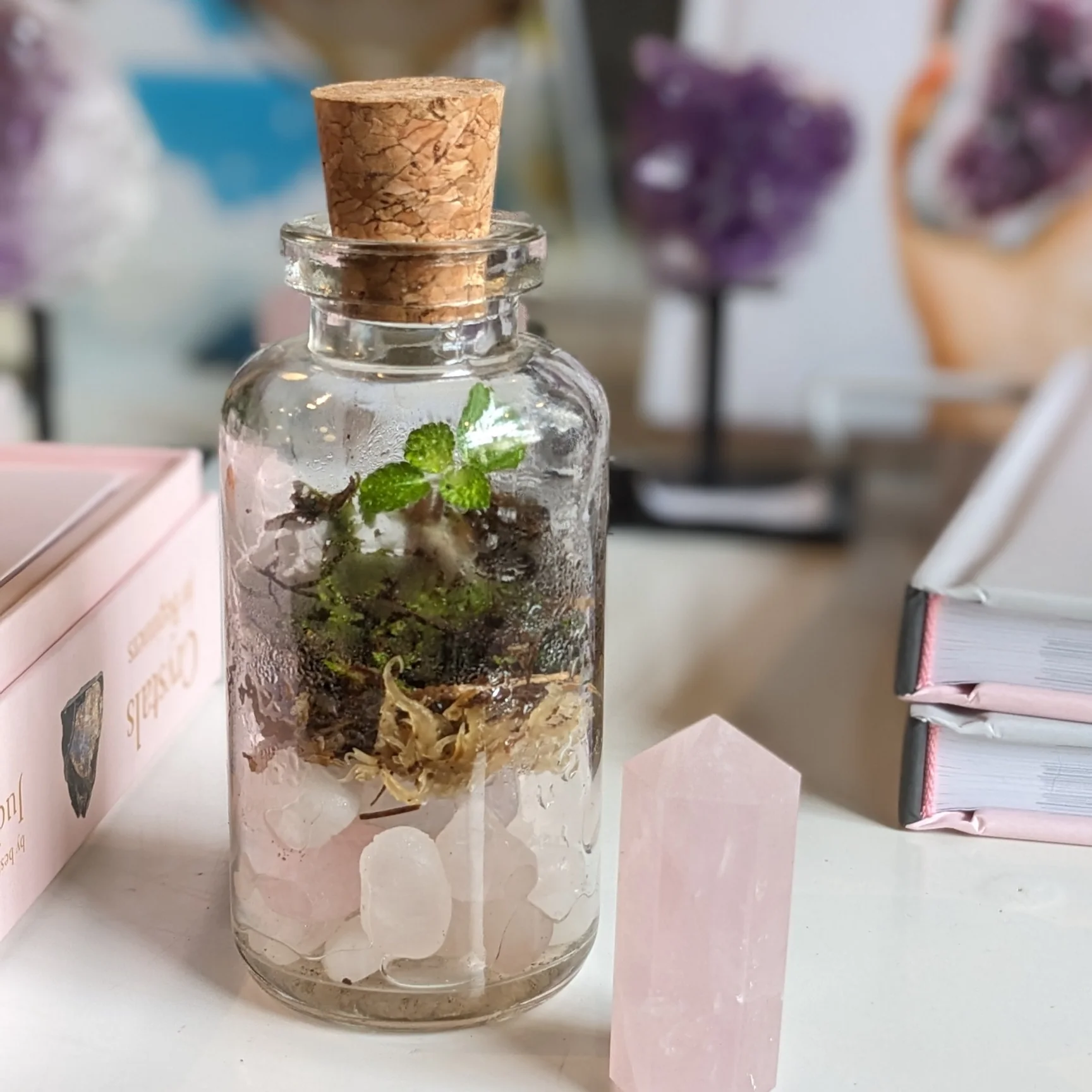 mini moss terrarium with pink quartz crystal at Rooted Living in Avondale, Chicago.