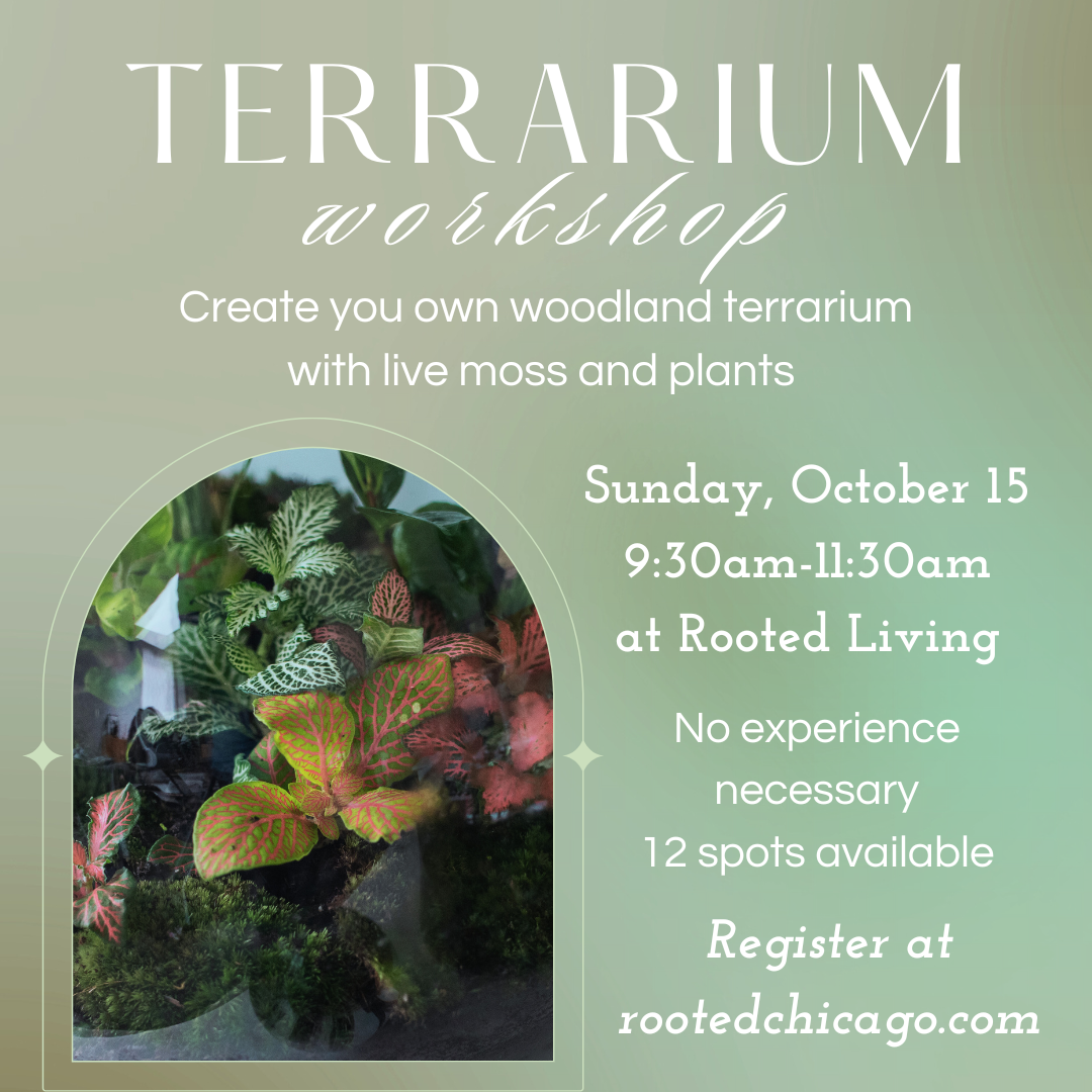 Woodland Terrarium Workshop graphic for a slow living community workshop at Rooted Living in Avondale, Chicago