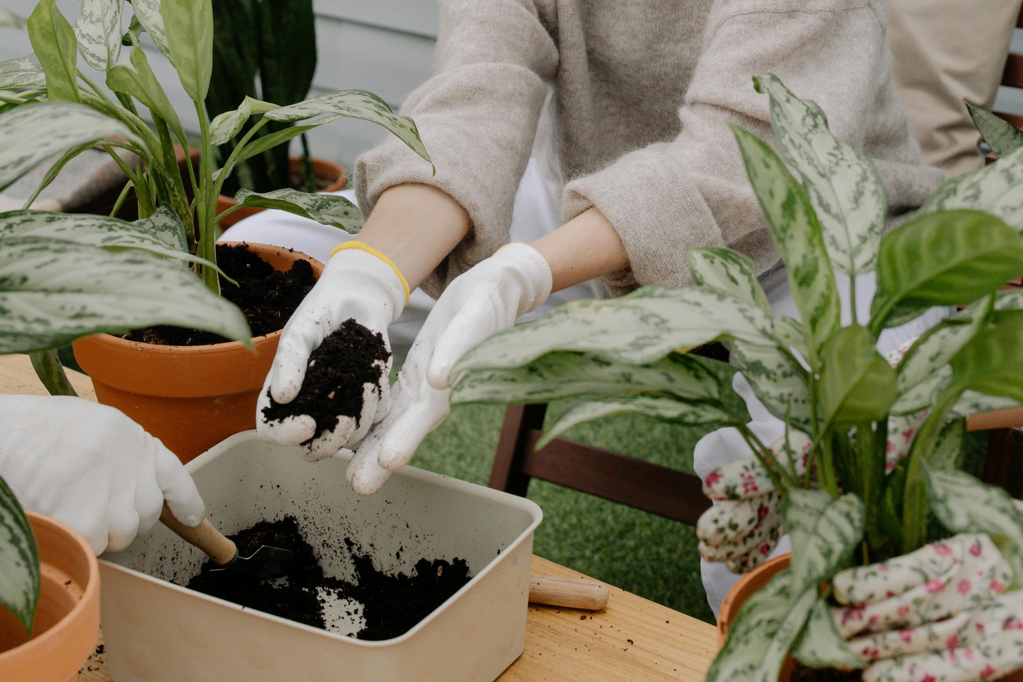 Private Workshops with Rooted Living