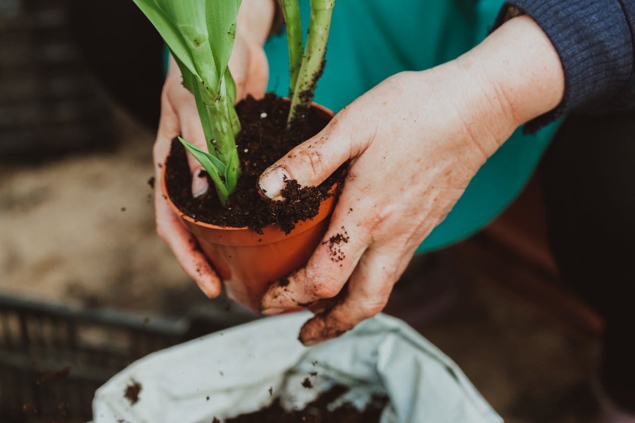 Mental Health Events: Horticultural Therapy at Rooted Living