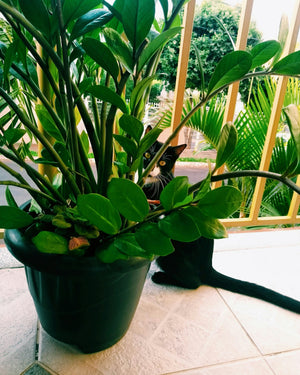 Moving Your Houseplants Inside for the Winter: Tips for a Happy Transition