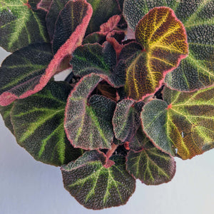 Variegated and Colored Foliage