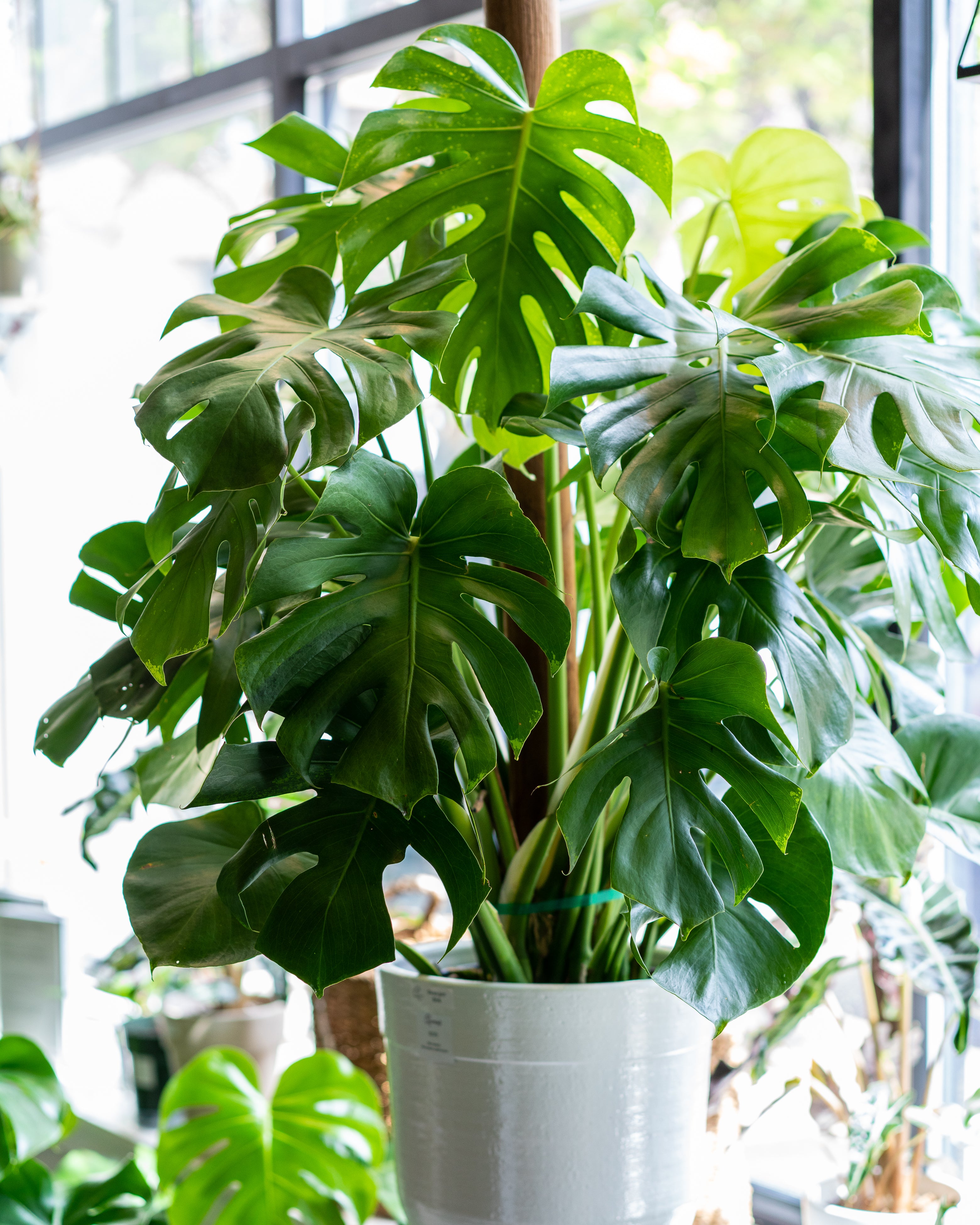 monstera plant chicago Hands-On Moss Pole Workshop || Sunday, March 31 – Rooted Living Chicago