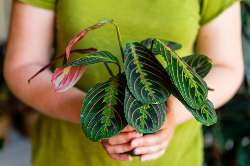 indoor plant care 101 Houseplant Care 101 Workshop || Saturday, April 11, 2026 – Rooted Living Chicago