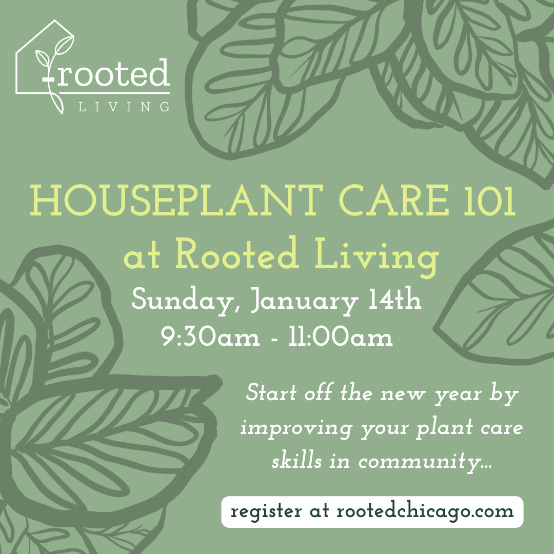house plant care 101 Houseplant Care 101 Workshop || Sunday, January 14 – Rooted Living Chicago