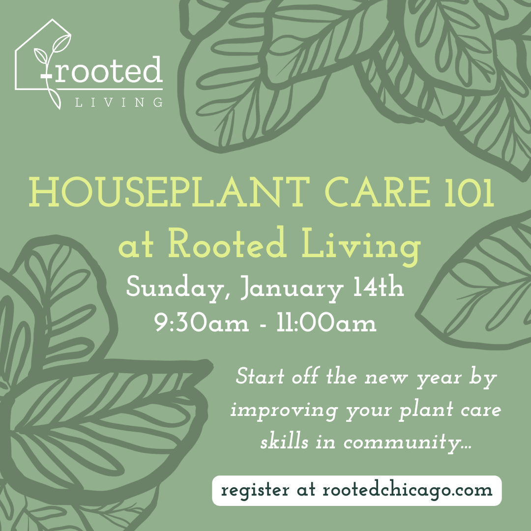 Houseplant Care 101 Workshop || Sunday, January 14