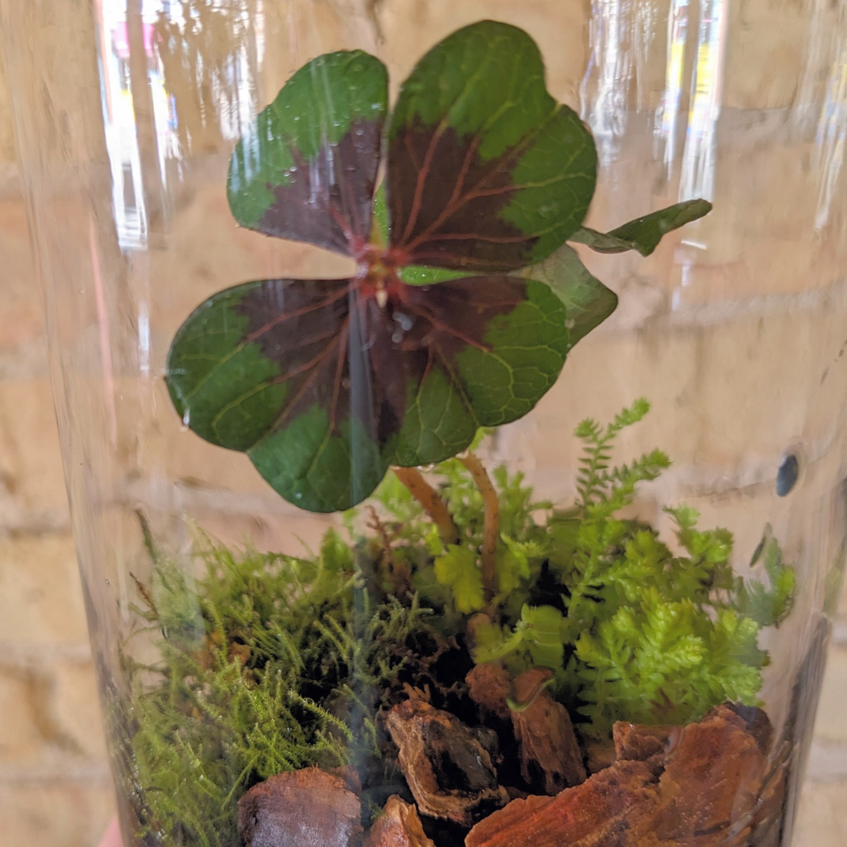 terrarium plants chicago Irish Moss Terrarium Workshop || Sunday, March 17 – Rooted Living Chicago