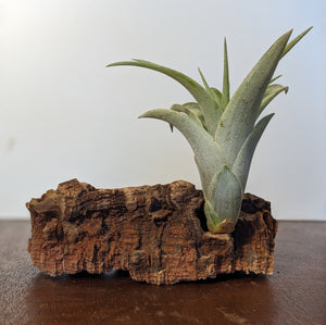 air plant workshop Air Plant Workshop in Chicago || Sunday, May 3, 2026 – Rooted Living Chicago