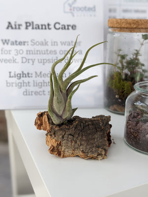 air plant care soak Air Plant Workshop in Chicago || Sunday, May 3, 2026 – Rooted Living Chicago