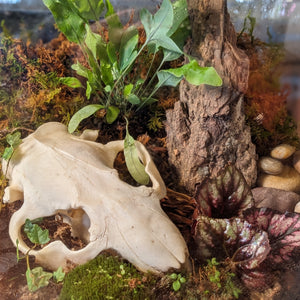 Life and Death Terrarium Workshop || Sunday, October 27