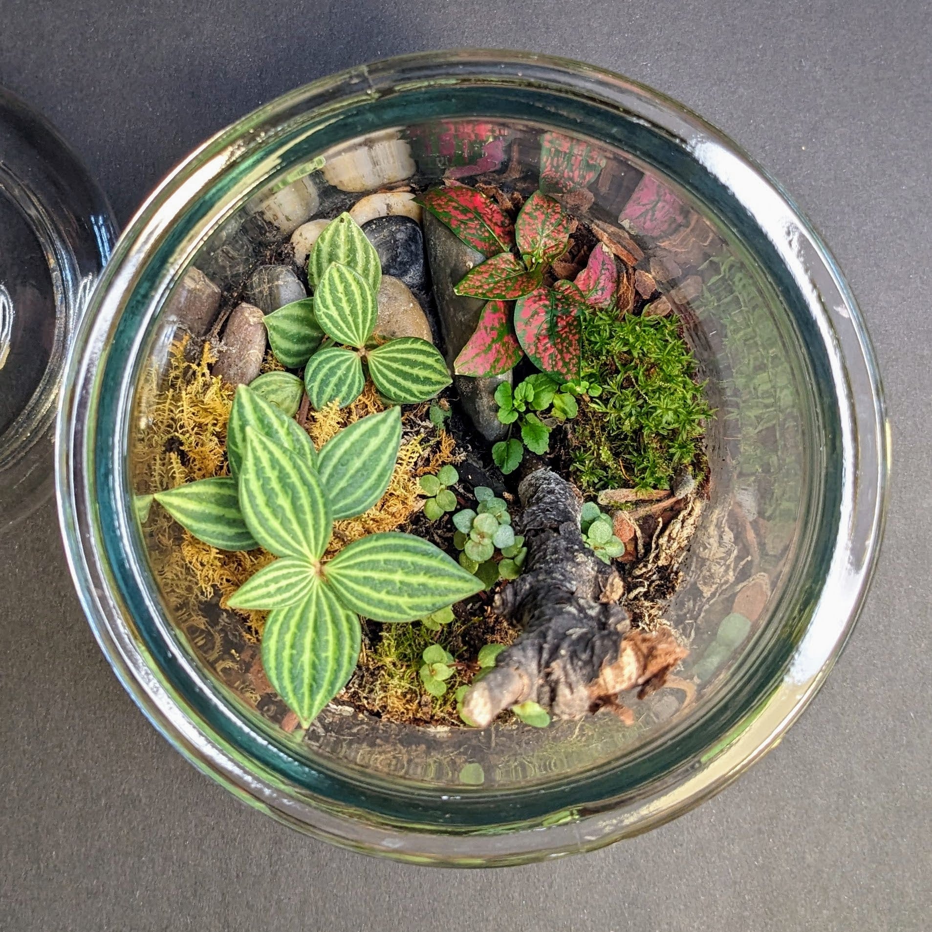 Terrarium Workshop || Sunday, February 23