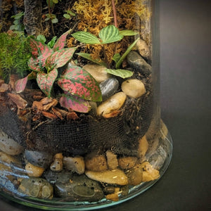 Terrarium Workshop || Sunday, February 23