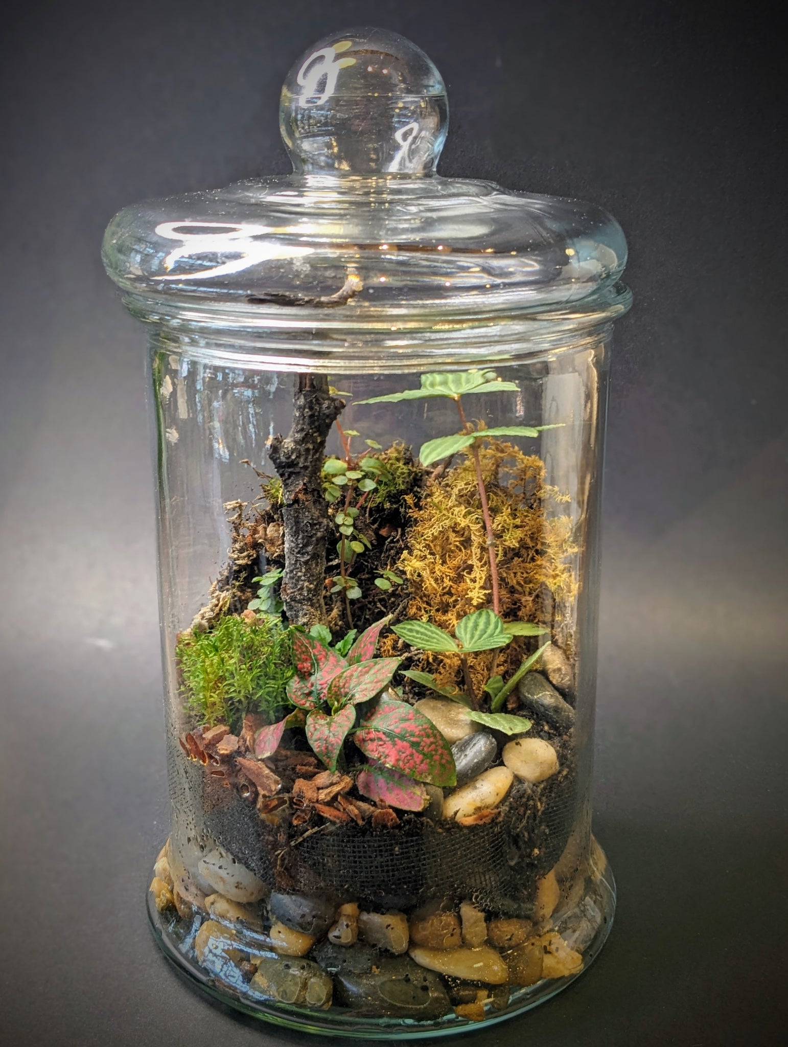 Terrarium Workshop || Sunday, February 23