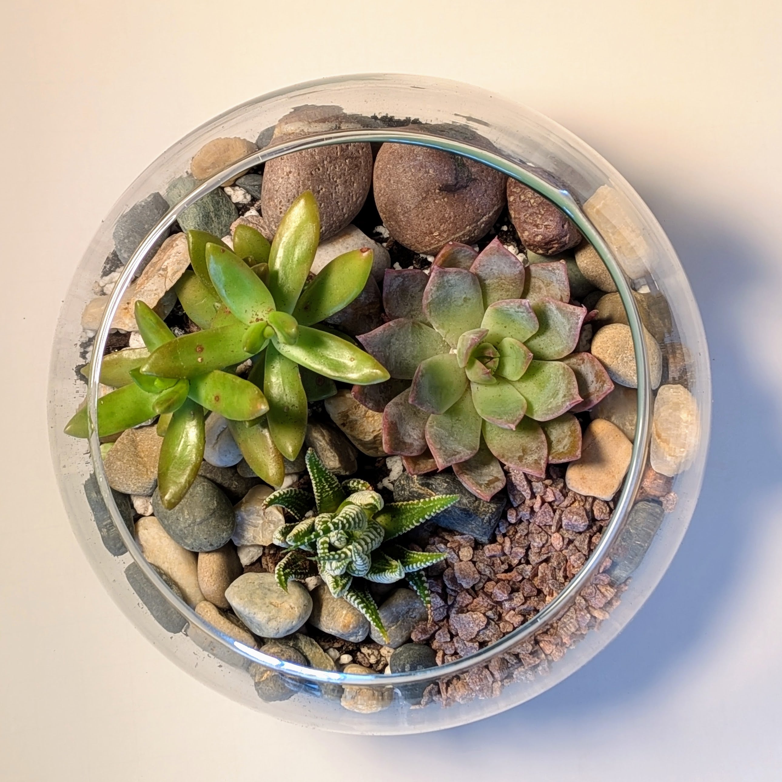 succulent obsession fairfield ca Succulent Terrarium Workshop || Saturday, September 20, 2025 – Rooted Living Chicago