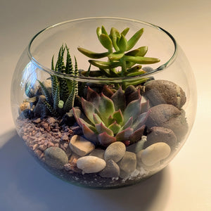 Succulent Terrarium Workshop || Saturday, September 20, 2025