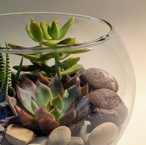 where to buy succulents in chicago Succulent Terrarium Workshop || Saturday, September 20, 2025 – Rooted Living Chicago