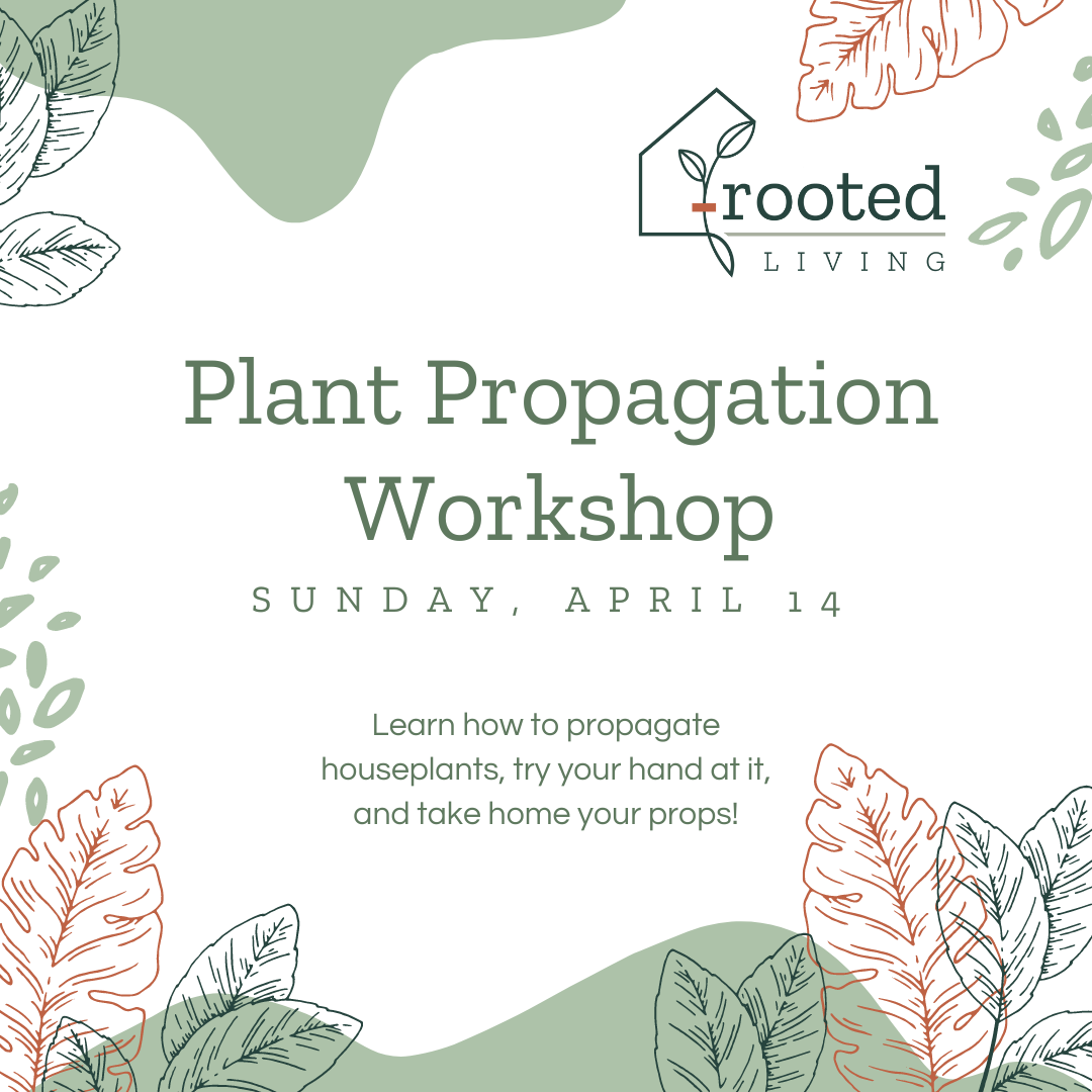 Houseplant Propagation Workshop || Sunday, April 14