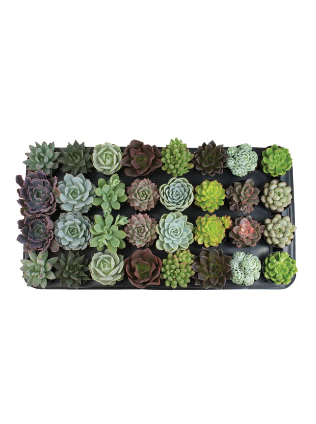 Succulent Terrarium Workshop -- PRIVATE WORKSHOP