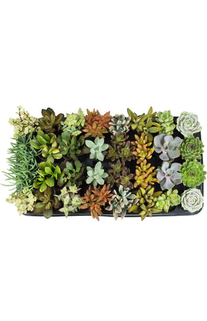 Succulent Terrarium Workshop -- PRIVATE WORKSHOP