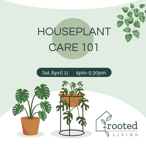 indoor plant workshop Houseplant Care 101 Workshop || Saturday, April 11, 2026 – Rooted Living  Chicago