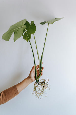 Houseplant Propagation Workshop || Sunday, May 4, 2025