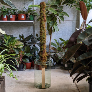 living moss pole Hands-On Moss Pole Workshop || Sunday, March 31 – Rooted Living Chicago