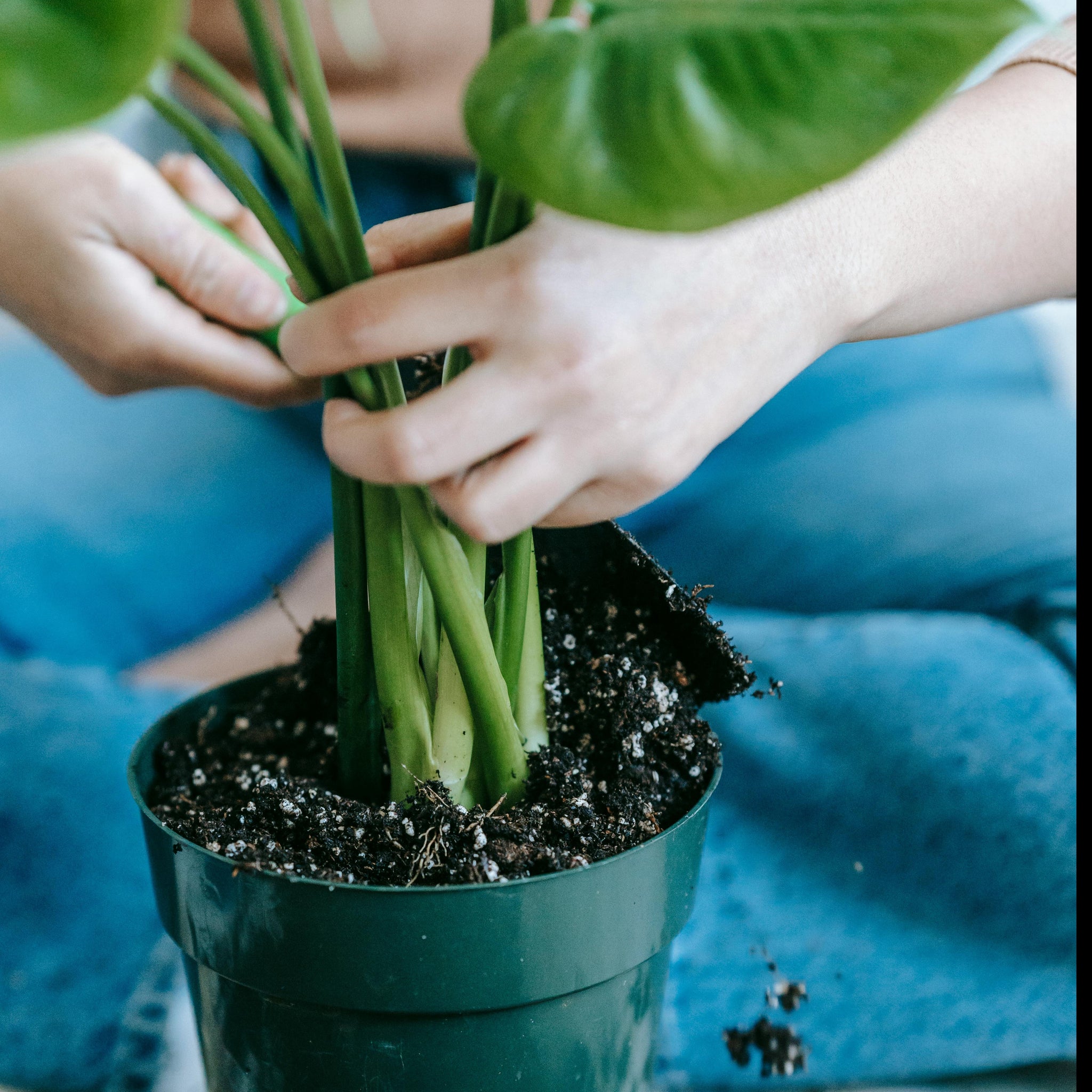 monstera plant chicago Repotting 101 Class || Sunday, March 22, 2026 – Rooted Living Chicago