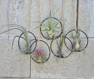 air plant shopee Air Plant Workshop in Chicago || Sunday, May 3, 2026 – Rooted Living Chicago