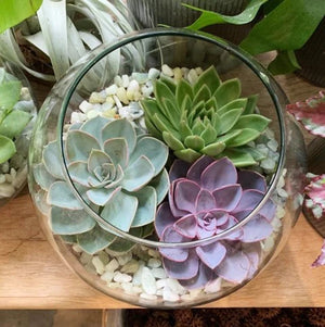 Succulent Terrarium Workshop -- PRIVATE WORKSHOP