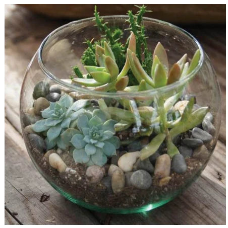 succulent terrarium workshop Succulent Terrarium Workshop -- PRIVATE WORKSHOP – Rooted Living Chicago