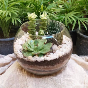 succulent for terrarium Succulent Terrarium Workshop -- PRIVATE WORKSHOP – Rooted Living Chicago