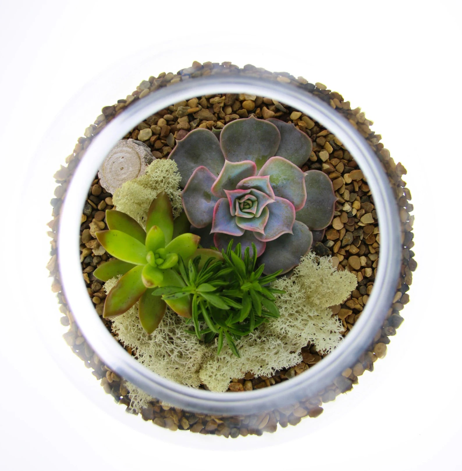 Succulent Terrarium Workshop -- PRIVATE WORKSHOP