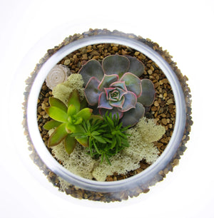 Succulent Terrarium Workshop -- PRIVATE WORKSHOP