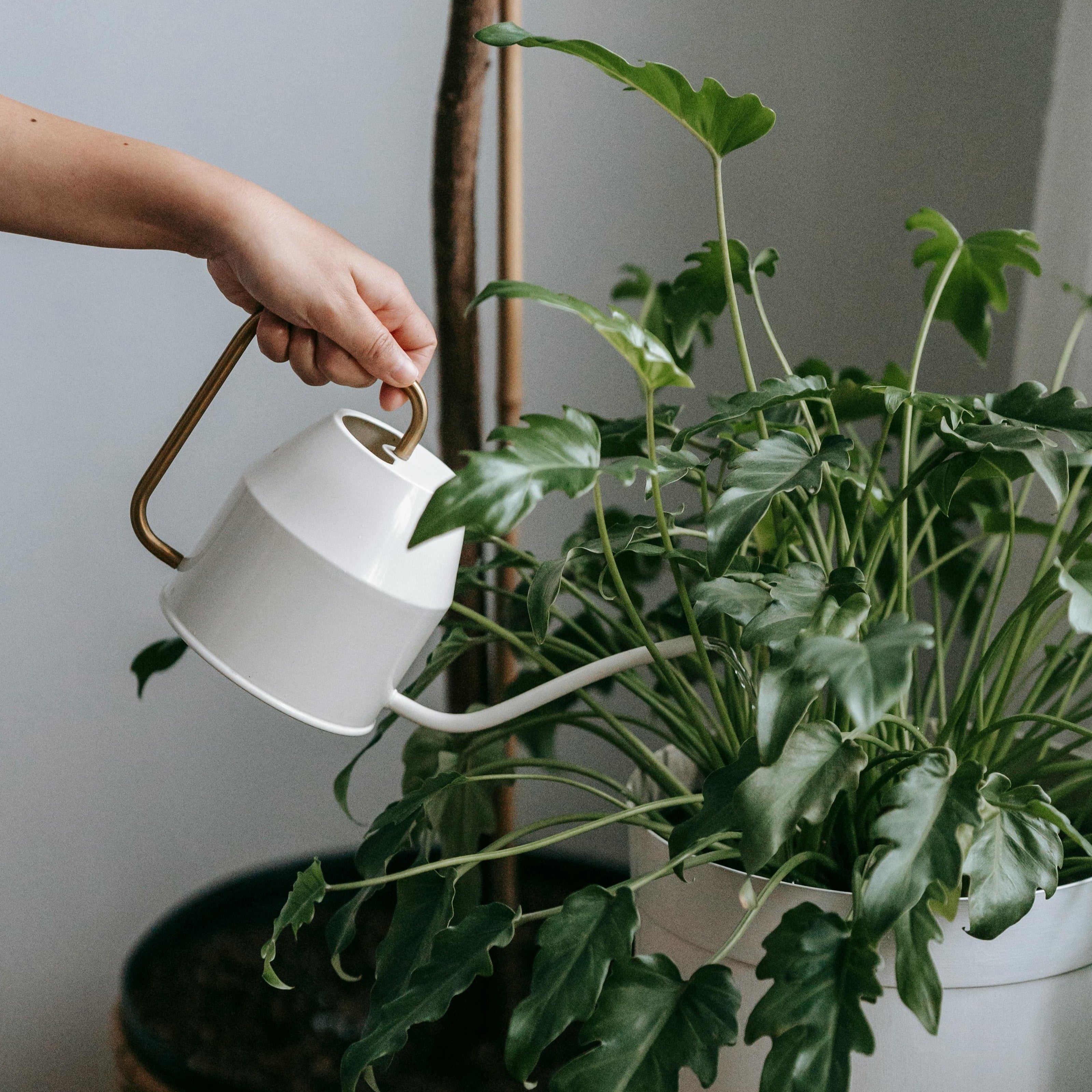 caring for indoor plants 101 Houseplant Care 101 Workshop || Saturday, April 11, 2026 – Rooted Living Chicago