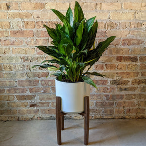 Locally crafted handmade Walnut Plant Stand; Chicago houseplant gifts