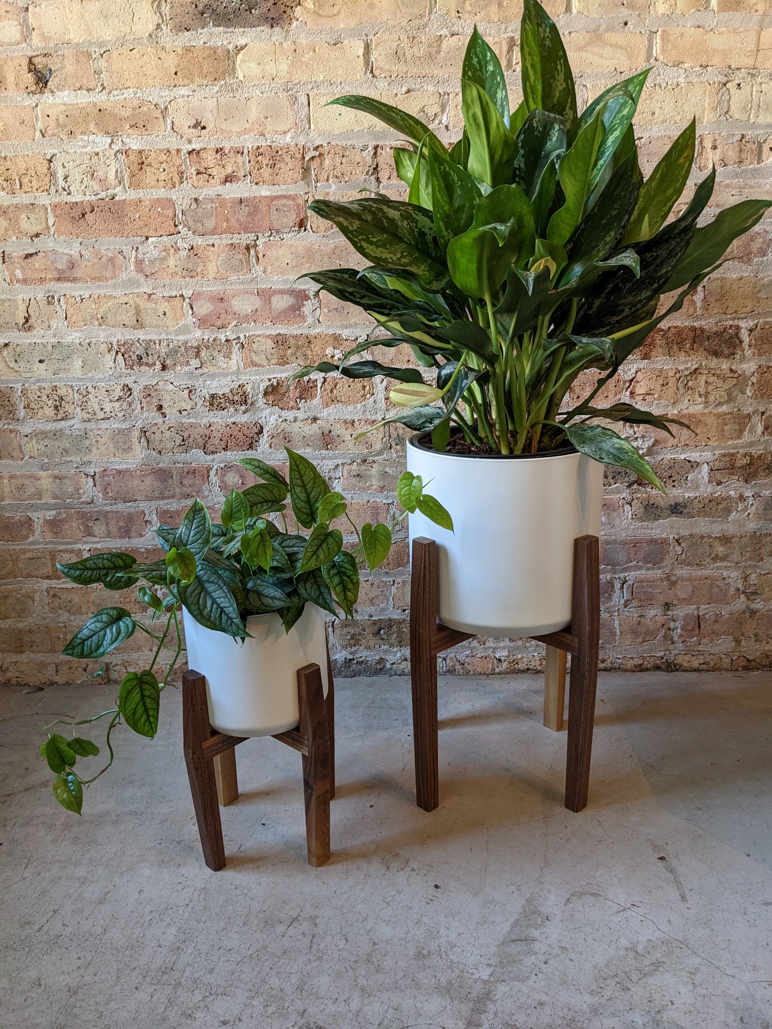 Locally crafted handmade walnut plant stand; Chicago houseplant gifts