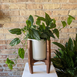 Handmade Walnut Plant Stand (stand only) || Medium